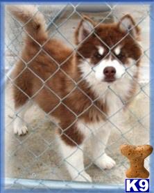 Siberian Husky Puppies for Sale